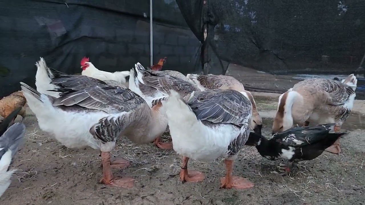 ក្ងាន​ក្បាលតោ - Khmer Lion Geese 