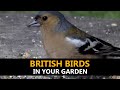 British Birds in your Garden