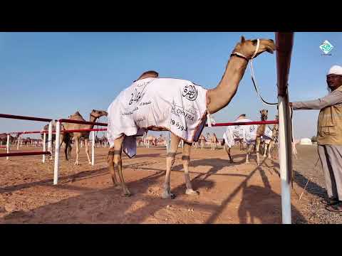 المطايا التي حققت المراكز الأولى في أشواط الثنايا مهرجان الظفرة مزاينة سويحان 02 11 2025