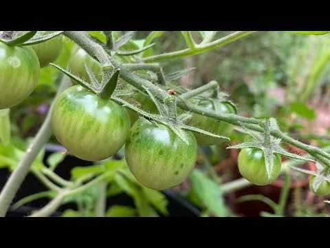 Growing Tomato Plants In Containers With Coconut Coir u0026 Worm Castings