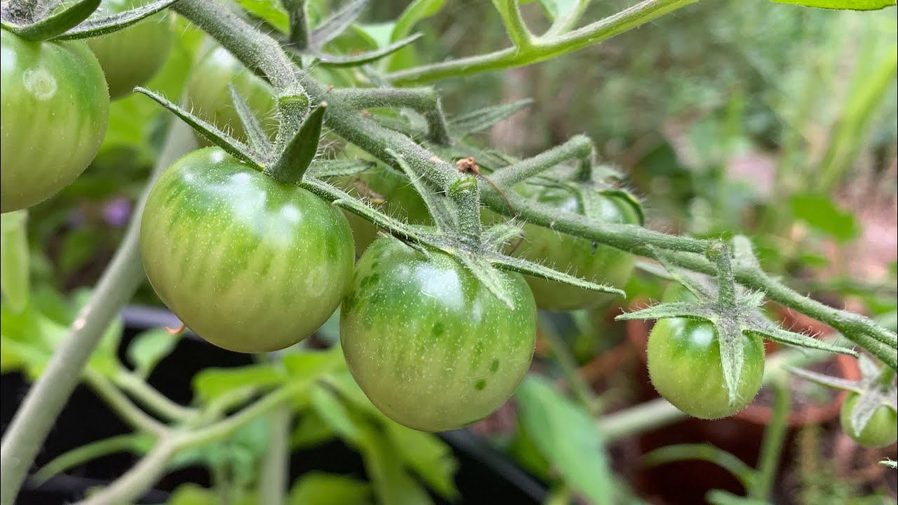 Growing Tomato Plants In Containers With Coconut Coir & Worm Castings