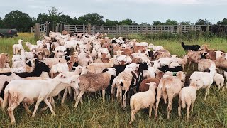 Moving Alfalfa and Sheep!