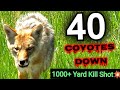 40 coyotes down 65 creedmoor ar10 epic 1011 yard dirt nap