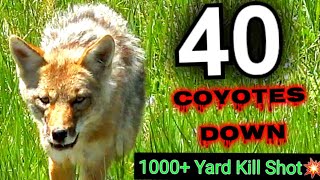 40 Coyotes Down 6.5 Creedmoor AR-10 ~Epic 1,011 Yard Dirt Nap~