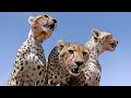 Serengeti III Trailer - Narrated by Adjoa Andoh