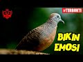 Suara Burung Perkutut Lokal Ampuh Untuk Pancingan Pikat Mp3 - Mp4 Download