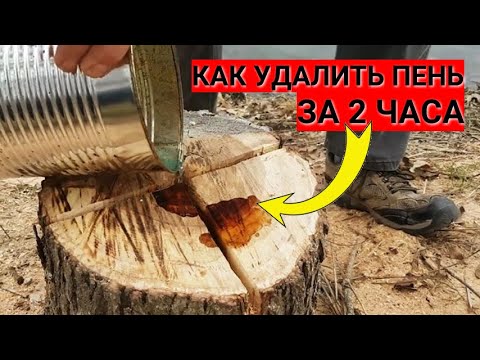 Как УДАЛИТЬ ПЕНЬ за 2 часа без селитры и костра