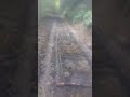 Вирубка дерев у Карпатах