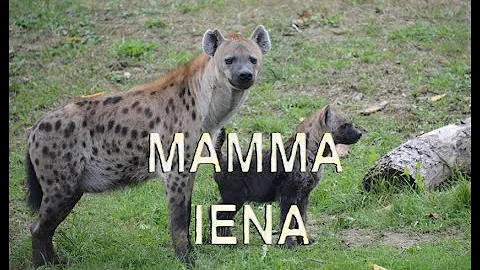 Dove vive la iena macchiata?