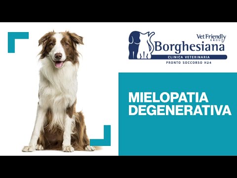 Video: Mielopatia degenerativa (DM) nei cani