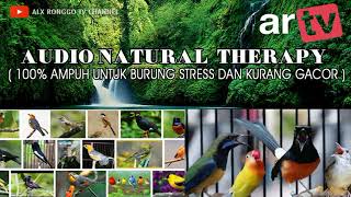 MEDIA HOBI : Natural therapy, Audio terapi untuk burung stress dan kurang gacor.