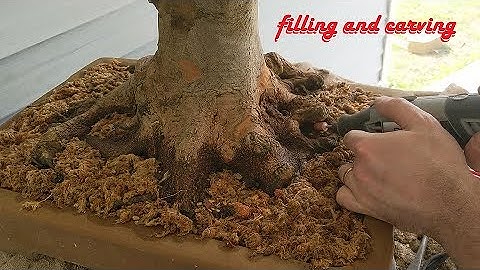 large trident maple bonsai pt 3: durham