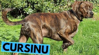 Cursinu Dog Breed  Facts and Information