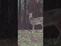 Taco Meat from the Redneck Blind! #georgia