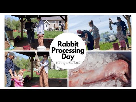 Rabbit Processing Day