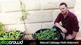 Protecting Kales & Collards Using Tulle Fabric Squares: No Cabbage