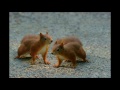 How do little squirrels die  den lilla ekorren
