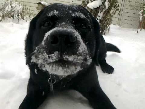 funny black lab