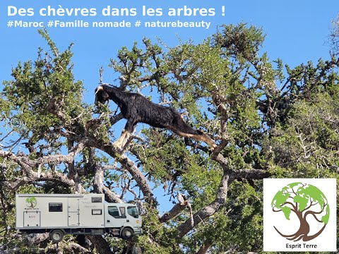 Vidéo: Chèvres dans les arbres au Maroc - est-ce vrai ?