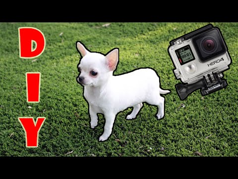 diy:-small-dogs/chihuahuas-gopro-harness!---best-tutorial-on-youtube!