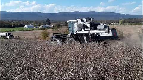Gleaner F3 cutting beans