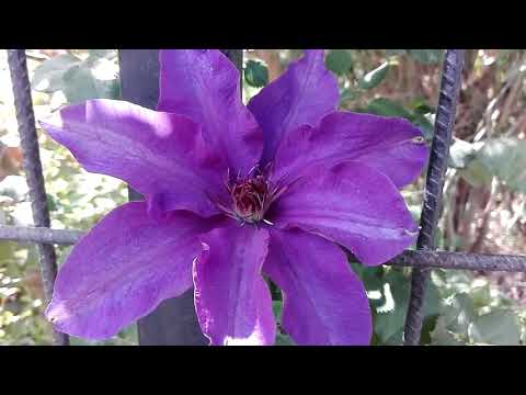 Video: Clemátide Arbusto Creciente
