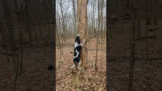 Blue the Coonhound trying to climb a tree