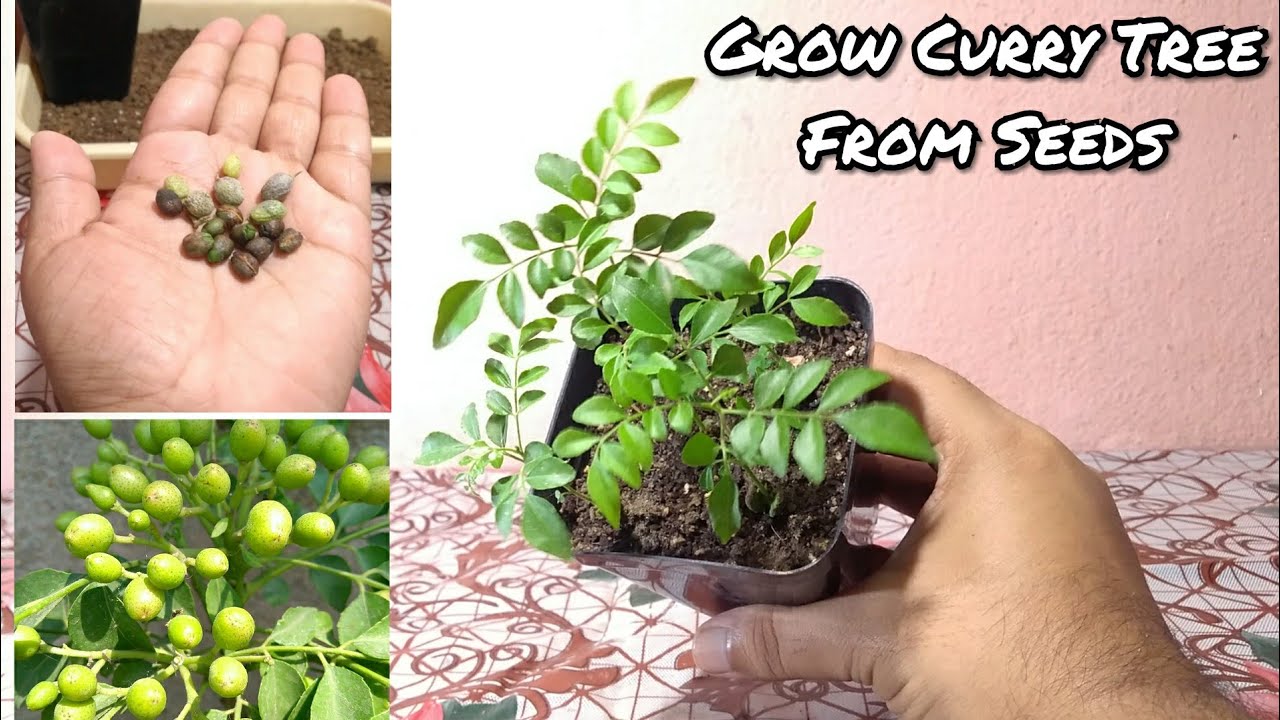 Curry Leaves Plant From Seeds Propagation Of Curry Leaf Plant From
