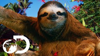 The Most HEARTBREAKING Sloth Bromance | Meet The Sloths
