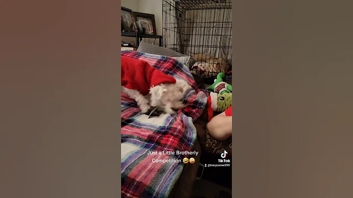 Brotherly Competition