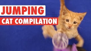 Cats Jumping || Funny Compilation