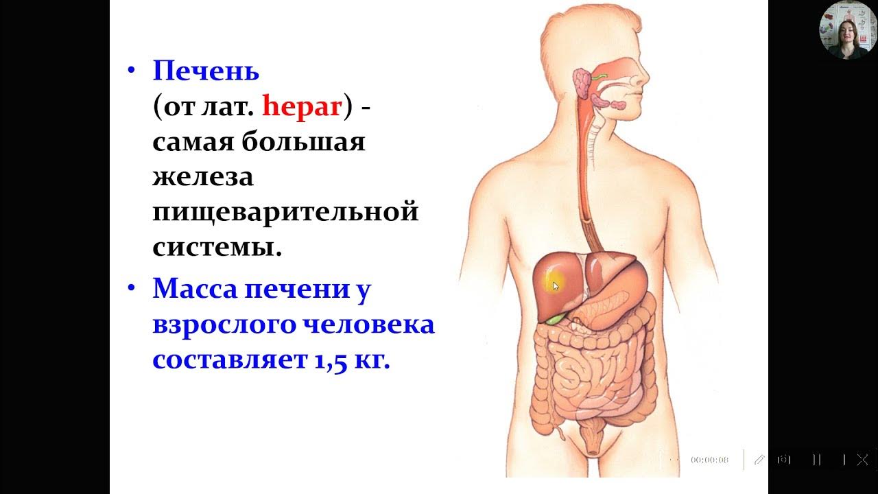 Масса печени составляет