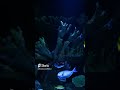 Relax aquarium  relaxing foryou animals viral