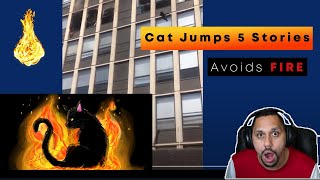 Cat Jumps 5 stories to avoid fire