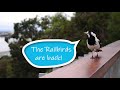 The Railbirds are back!