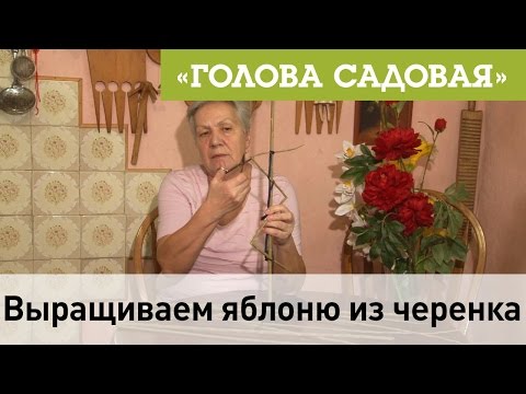 Голова садовая Выращиваем яблоню из черенка