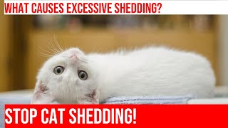 Excessive Shedding in Cats: Causes & Solutions