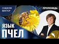 Виктор Судаков - Язык пчёл