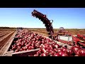 Cultivation and harvest of hundreds of tons of onions  modern agriculture technology