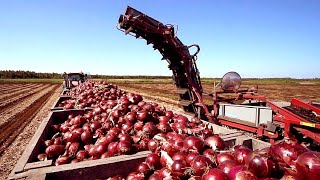 Cultivation And Harvest Of Hundreds Of Tons Of Onions  Modern Agriculture Technology