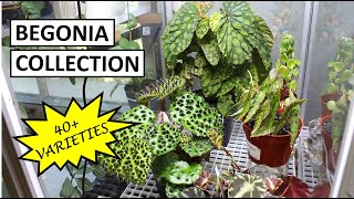 Begonia Collection Tour \& Tips to Properly Set Up a Circulating Terrarium | Plant Collection Ep. 4