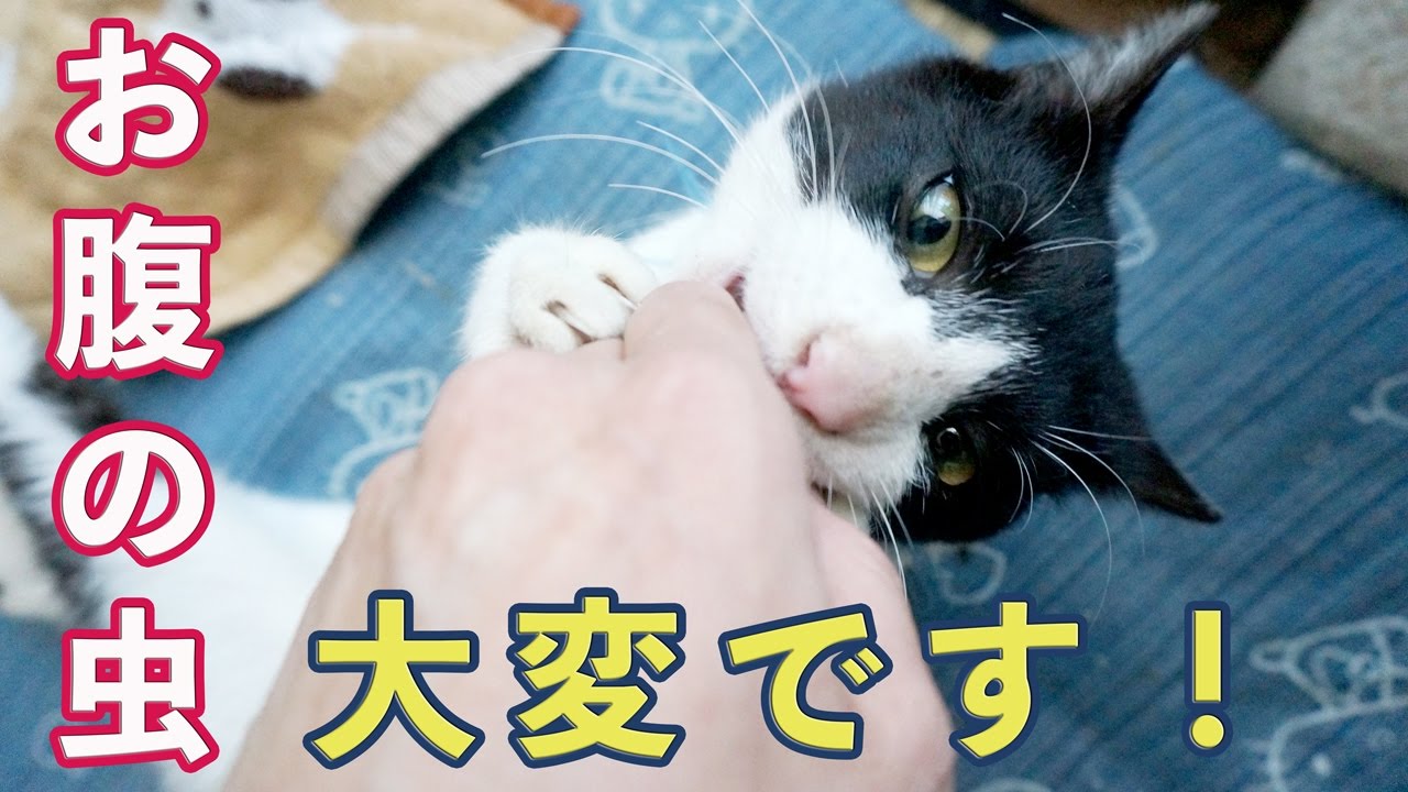 助けてクレメンス 「保護猫ケンちゃん♡」主はお尻を見てしまった！？動物病院で虫下しの結果w【捨てネコ〜譲渡会へ向けて】Cat Life Videos　- Feral cat rescue.
