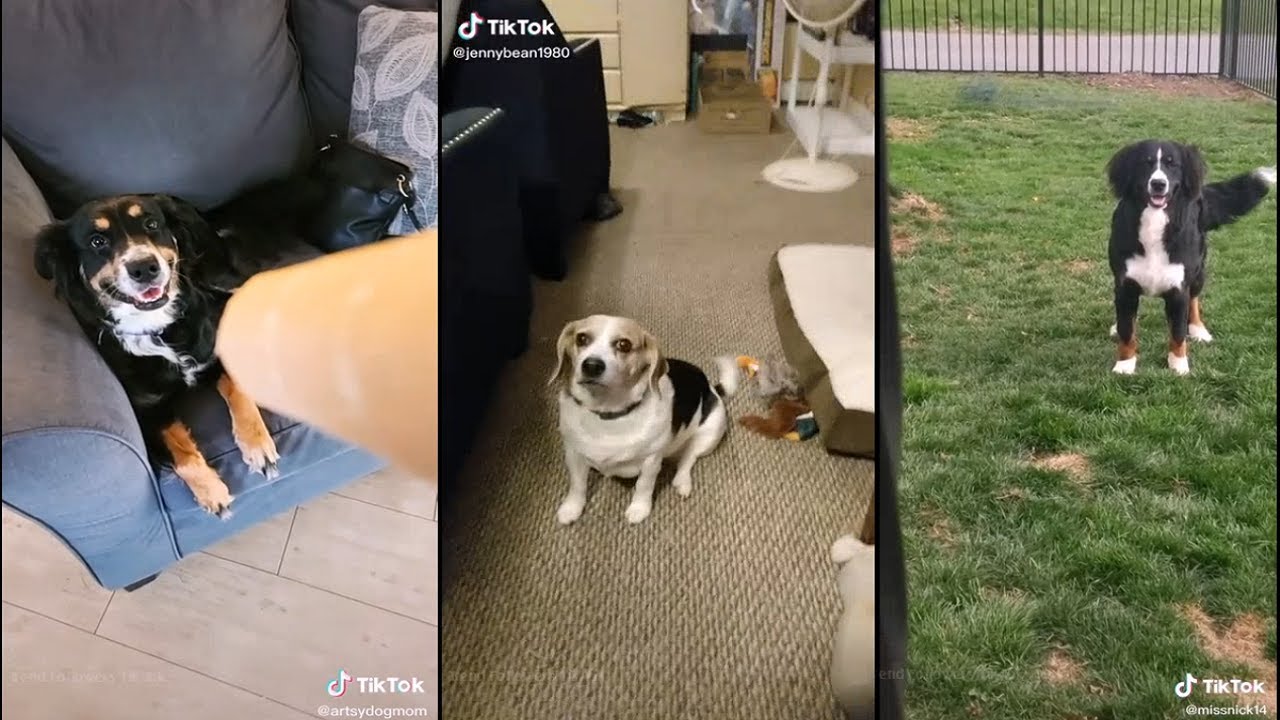 Dogs reaction to the lion roar (paper towel roll) TikTok YouTube