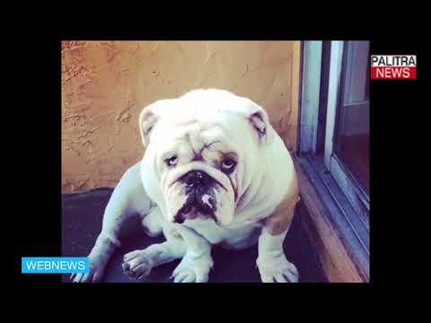 ბულდოგი საყვედურებს იღებს