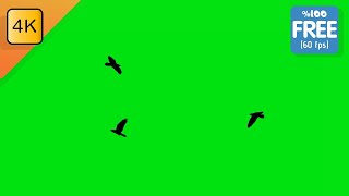 Birds Flying Green Screen Loop Video [UHD/4K] 60fps | Free Background Videos (No Copyright)