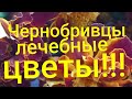 🔴#115#🔴Чернобривцы- бархатцы - лечебные цветы..🌺🌺🌺🌺🌺