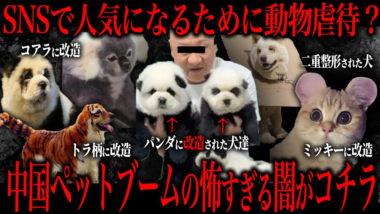 中国でペットに行われているドン引きする手術がコチラ...