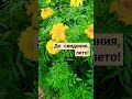 Уходит лето. #цветы #природа #shorts