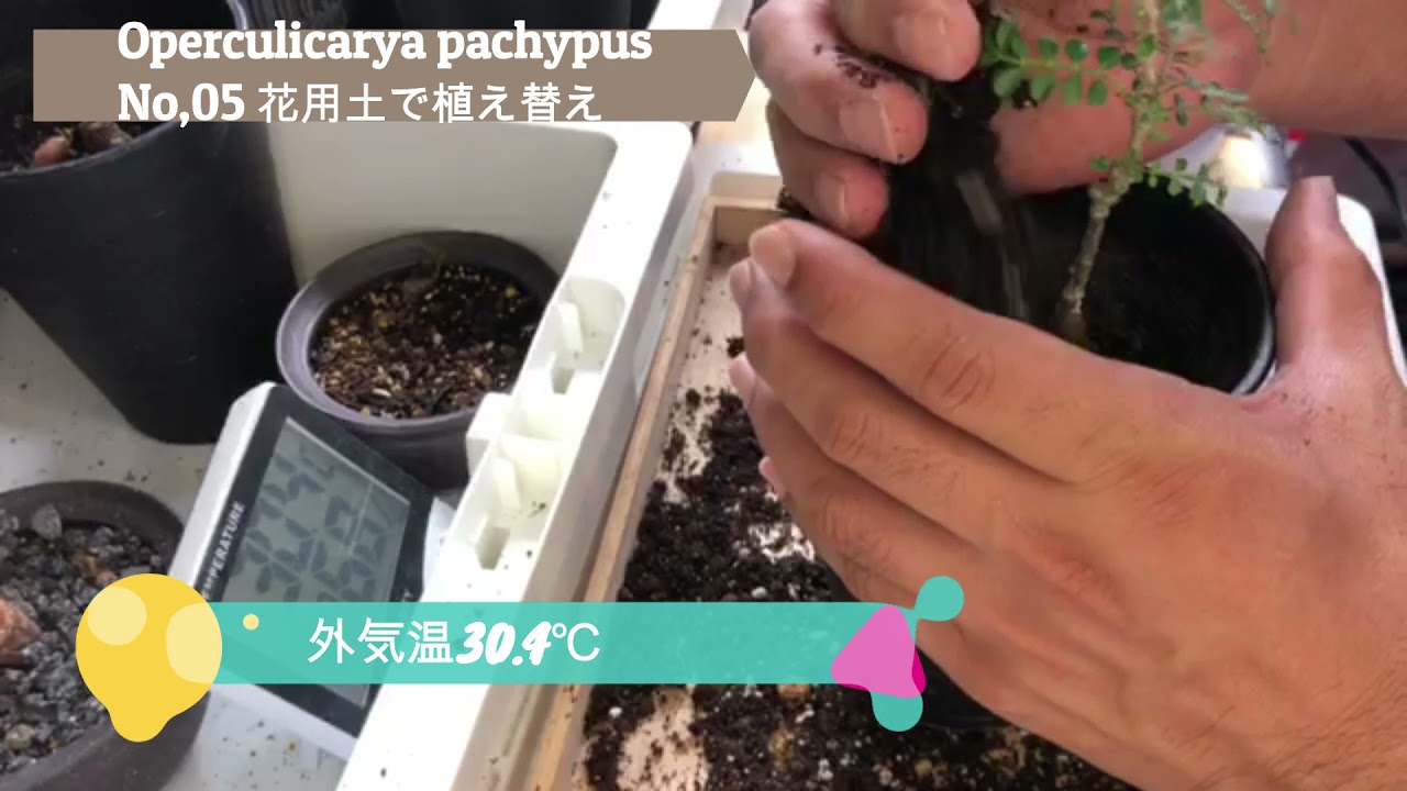 Plants Growth Diary ＃02 No,05