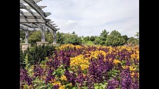 Apimondia 2019 – 10.09.2019 – Healing Plants for Self-medicating Bees – Fran Freeman